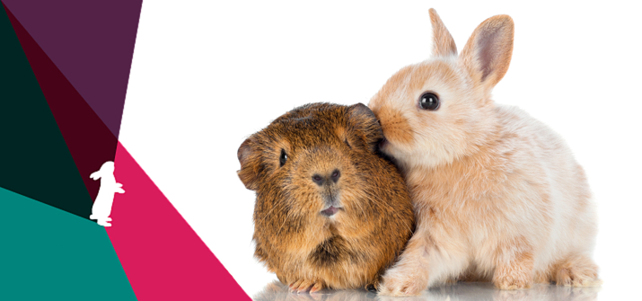 Rabbit Care 